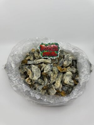 Magic Mushrooms