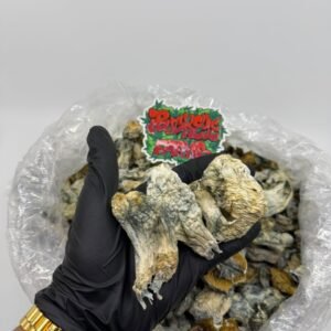 Magic Mushrooms